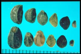From Left to Right: 1.  Ipomea hederacea  2.  Ipomea purpurea  3.  Calystegia sepium  4.  Convolvulus arvensis  5.  Convolvulus equitans  6.  Jacquemontia tamnifolia . Seeds are covered with tuberculate, wavy lines or points. 