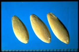  Cucumis sativus.  Seeds with a winged margin at the hilum end, and an acutely angled apex. 