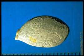  Cucurbita maxima.  Seeds with a perimeter groove that is just inside the margin. 