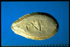  Cucurbita pepo.  Seeds with a broad, wrinkled groove following the margin. 