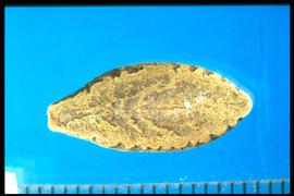  Echinocystis lobata.  Seeds with sunken areas that are moderately rough. 