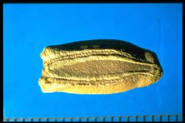  Lagenaria siceraria.  Seeds with broad lobes at the apical end, longitudinal ridges, and grooves. 