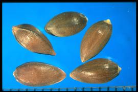  Ephedra viridis.  Achenes with an apical rim and a longitudinal flat surface. 