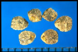  Euphorbia davidii.  Seeds with a small, round caruncle. 