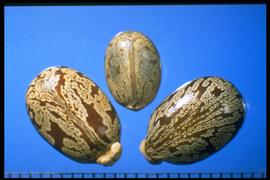  Ricinus communis.  Mottled seeds with a well-developed caruncle. 