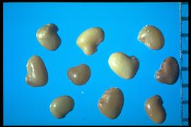  Astragalus cicer.  Collar is gray to green (sometimes ashy-cream), and light brown to light black. Photo courtesy of Colorado State University, Department of Soil and Crop Sciences.