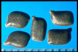  Chamaecrista fasciculata.  Seeds are smooth and punctate with rows of small depressions curving from the apex to the hilum. Photo courtesy of Colorado State University, Department of Soil and Crop Sciences.