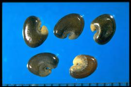  Crotalaria spectabilis.  Seeds with a whitish covering associated with the hilum area that is conspicuous and often appears as though the surface is cracked. Photo courtesy of Colorado State University, Department of Soil and Crop Sciences.
