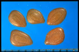  Desmanthus illinoensis.  Seeds are smooth with a conspicuous pleurogram line following the margin. Photo courtesy of Colorado State University, Department of Soil and Crop Sciences.