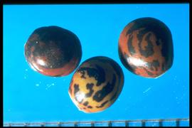  Lathyrus aphaca.  Yellow, orange, and red seeds with broad black flecking or mottling, and whitened hilum margins. Photo courtesy of Colorado State University, Department of Soil and Crop Sciences.