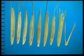  Pseudoroegneria spicata . Florets with strong awns and a long, V-shaped rachilla. 