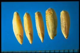  Secale cereale.  Caryopses with a pointed embryo that's one-third of the caryopsis length. 