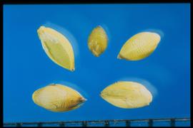  Setaria parviflora.  Florets with the second glume are three-fourths the length of the lemma. 
