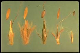 From Left to Right: 1.  Andropogon gerardii  2.  Andropogon hallii  3.  Sorghastrum nutans  4.  Schizachyrium scoparium  5.  Bothriochloa ischaemum.  