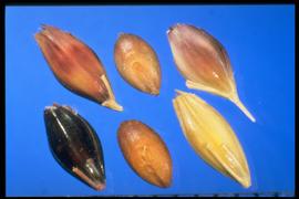  Sorghum bicolor  nothosubsp.  drummondii . Spikelets with all pedicels and rachis segments fractured with no abscission. 