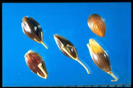  Sorghum almum.  Spikelets with a pedicel and rachis segment with a mixture of fractured and intact segments. 