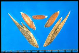  Sporobolus clandestinus.  Florets with a dark embryo and a laterally compressed caryopsis. 