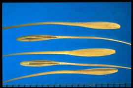  Taeniatherum caput-medusae . Compact floret with a very long awn. 