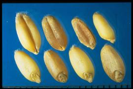  Triticum aestivum  subsp.  aestivum.  Caryopsis with an embryo with a rounded apex and deep groove on ventral side. 