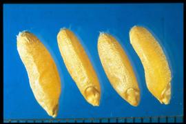  Triticum polonicum.  Caryopsis with a ridge on the dorsal side and the ventral side is bowed inward. 