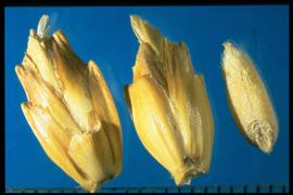  Triticum aestivum  subsp.  spelta . Spikelet with multiple florets and short glumes. 