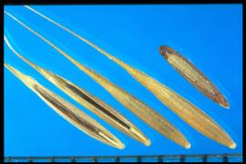  Vulpia myuros.  Long and narrow floret with a long awn. 