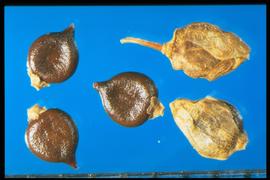  Polygonum lapathifolia.  Reddish-brown achenes with a shrunken area in the center of each side. 