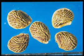 Potentilla canadensis.  True seeds with yellow ridges that tend to be arranged parallel to the straight part of the margin. 