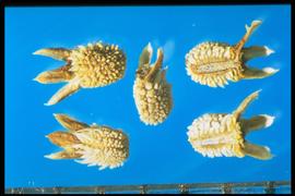  Sherardia  sp. Mericarps with three glabrous flat spines at the apex. 