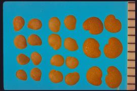 From Left to Right: 1.  Solanum nigrum  2.  3.  Physalis  sp. The photo shows the size relationship between  Solanum nigrum  and other  Physalis species . Hilum protrudes in sp.  Nigrum  and is not indented as in  Physalis  sp. 