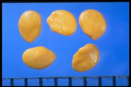  Solanum carolinense.  True seeds with leathery surfaces. 