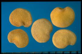  Solanum melongena.  True seeds that are strongly reticulated with a wide hilum that is wide and deeply indented into the margin. 