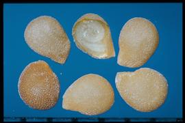  Solanum nigrum.  Top, middle- embryo exposed. 