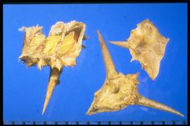  Tribulus terrestris.  Nutlets with large lateral horns. 