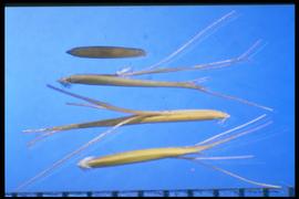  Bouteloua eriopoda.  Florets with smooth, short bristles at the callus. 