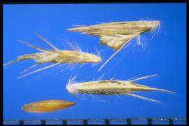  Bouteloua gracilis.  Florets with many hairs on the callus and three bristles associated with the two lateral and central nerves of the basal floret. 