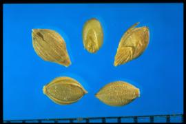  Urochloa ramosa.  Spikelet with five longitudinal nerves on the second glume. 