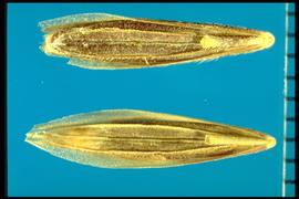 Top- Bromus biebersteinii.  Bottom- Bromus inermis  Florets with many fine hairs on the palea. 
