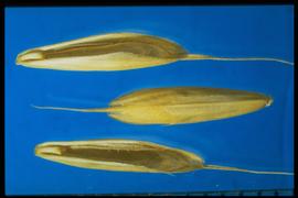  Bromus racemosus.  Florets with an awn arising near the terminal end of the lemma. 