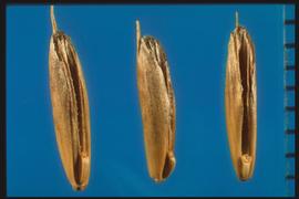  Bromus secalinus.  Florets with a rachilla that's bowed with a large scar. 