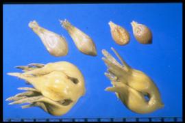  Bouteloua dactyloides.  Top left: florets. Top right: caryopsis Bottom: burrs. This seed unit is a collection of spikelets that are compressed together into a ball or burr. 