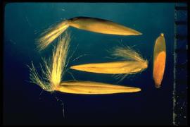  Calamovilfa longifolia.  Florets with a tuft of long, silky hair protruding laterally from the callus. 