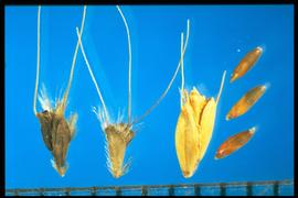  Chloris gayana.  Florets are smooth with hairs at the upper margins and the central nerve of the lemma. 