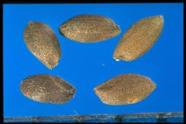  Cynodon dactylon  var.  aridus.  Caryopses are moderately rough. 