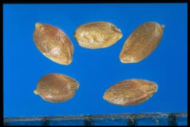 Cynodon dactylon  var.  dactylon.  Caryopses are glossy and smooth. 