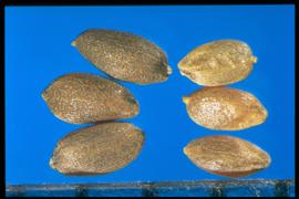 From Left to Right: 1.  Cynodon dactylon  var.  aridus  2.  Cynodon dactylon  var.  dactylon . Caryopses are glossy, smooth, and laterally compressed. 
