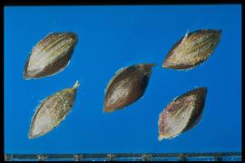  Digitaria ischaemum.  Florets with pubescent glumes, a fertile lemma, and longitudinal striations. 