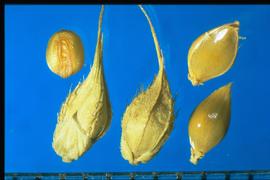  Echinochloa crus-galli . Glumes that have strong hispid on the veins. Florets are very smooth and shiny. 