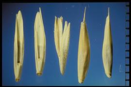  Elymus lanceolatus . Florets with sparsely hispid or short pubescent hairs on the callus. 
