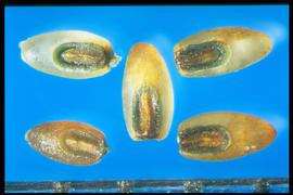  Eragrostis curvula.  Caryopses with a yellow-brown endosperm and the scutellum of the embryo is blue-green. 